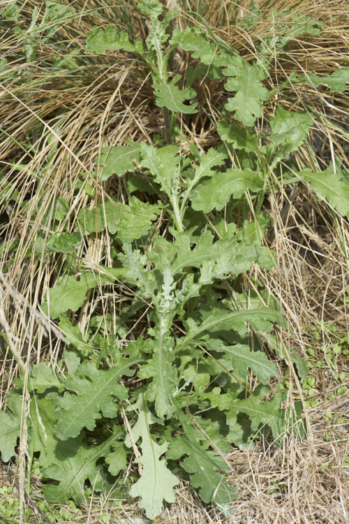 Young stems of Fireweed or Cutleaf Burnweed (<i>Senecio glomeratus [syn. Erechtites glomeratus]), an annual or perennial with silvery stems, light green foliage and pale undersides, sometime purple-tinted. The flowerheads are petalless. Originally native to Australia and New Zealand, it is now naturalised in the western United States. senecio-3303htm'>Senecio.
