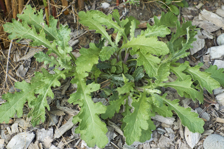 Young stems of Fireweed or Cutleaf Burnweed (<i>Senecio glomeratus [syn. Erechtites glomeratus]), an annual or perennial with silvery stems, light green foliage and pale undersides, sometime purple-tinted. The flowerheads are petalless. Originally native to Australia and New Zealand, it is now naturalised in the western United States. senecio-3303htm'>Senecio.