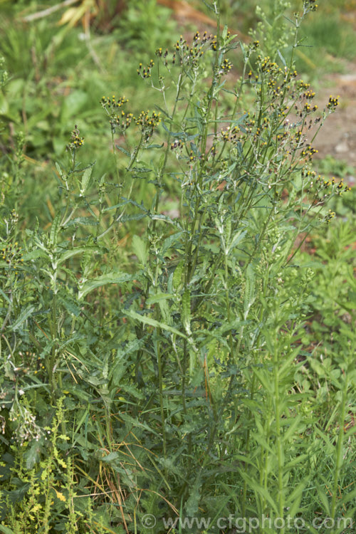 Mature heads of Fireweed or Cutleaf Burnweed (<i>Senecio glomeratus [syn. Erechtites glomeratus]), an annual or perennial with silvery stems, light green foliage and pale undersides, sometime purple-tinted. The flowerheads are petalless. Originally native to Australia and New Zealand, it is now naturalised in the western United States. senecio-3303htm'>Senecio.