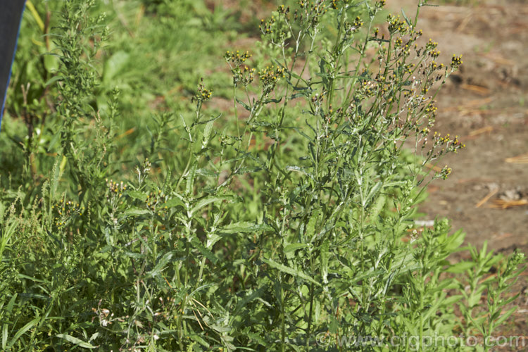 Mature heads of Fireweed or Cutleaf Burnweed (<i>Senecio glomeratus [syn. Erechtites glomeratus]), an annual or perennial with silvery stems, light green foliage and pale undersides, sometime purple-tinted. The flowerheads are petalless. Originally native to Australia and New Zealand, it is now naturalised in the western United States. senecio-3303htm'>Senecio.