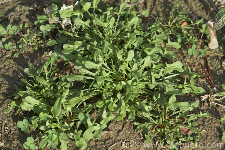 Sheep's Sorrel, Red Sorrel or Sour. Weed (<i>Rumex acetosella</i>), originally native to Eurasia but now widely naturalised, this low, spreading perennial has blunt-tipped arrowhead-shaped leaves and wiry stems with minute red flowers. In light soils, it can spread quite aggressively. Order: Caryophyllales, Family: Polygonaceae