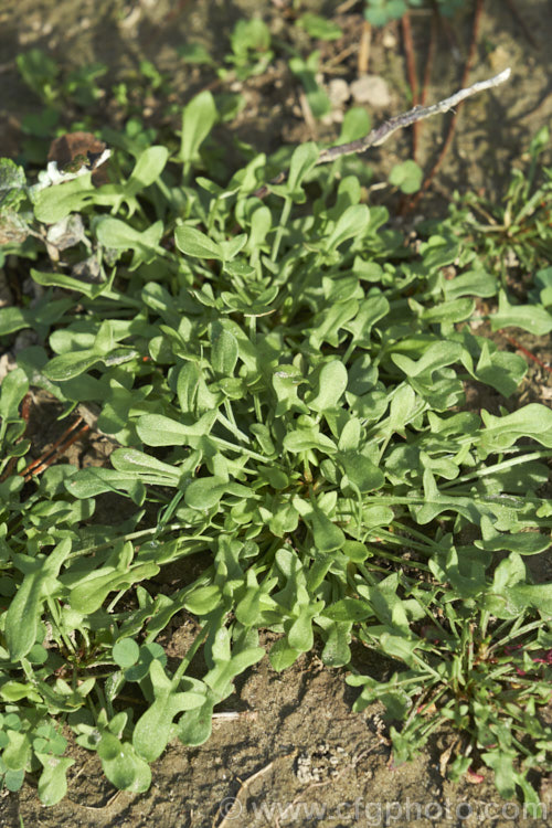 Sheep's Sorrel, Red Sorrel or Sour. Weed (<i>Rumex acetosella</i>), originally native to Eurasia but now widely naturalised, this low, spreading perennial has blunt-tipped arrowhead-shaped leaves and wiry stems with minute red flowers. In light soils, it can spread quite aggressively. Order: Caryophyllales, Family: Polygonaceae