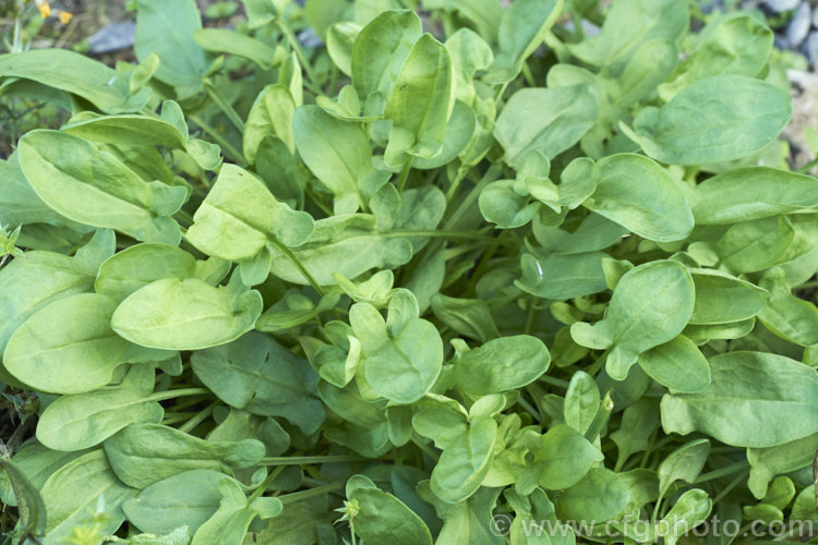 Sheep's Sorrel, Red Sorrel or Sour. Weed (<i>Rumex acetosella</i>), originally native to Eurasia but now widely naturalised, this low, spreading perennial has blunt-tipped arrowhead-shaped leaves and wiry stems with minute red flowers. In light soils, it can spread quite aggressively. Order: Caryophyllales, Family: Polygonaceae