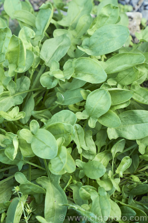 Sheep's Sorrel, Red Sorrel or Sour. Weed (<i>Rumex acetosella</i>), originally native to Eurasia but now widely naturalised, this low, spreading perennial has blunt-tipped arrowhead-shaped leaves and wiry stems with minute red flowers. In light soils, it can spread quite aggressively. Order: Caryophyllales, Family: Polygonaceae