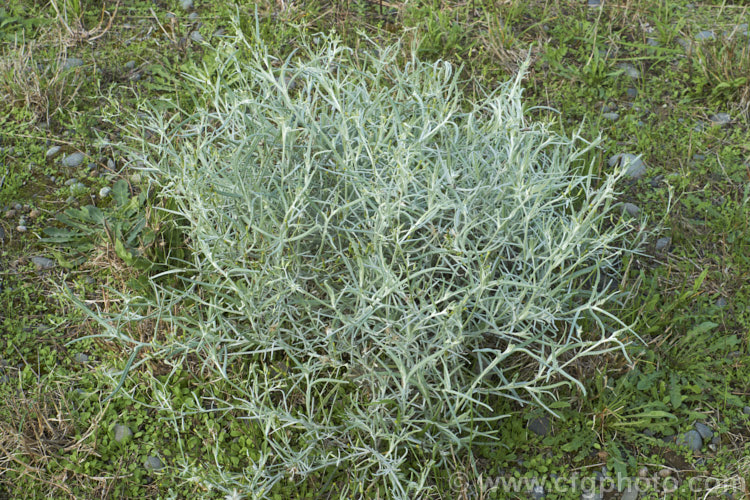 Cotton. Fireweed or Cotton. Burnweed (<i>Senecio quadridentatus</i>), a 40-100cm high perennial, often short-lived, with silvery, downy foliage and petalless flowerheads. It is native to Australia and New Zealand, including the Chatham Islands. It is often considered a weed, even in its native range. senecio-3303htm'>Senecio.