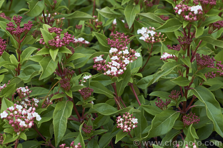 Viburnum tinus 'Eve. Price', a compact, heavy-flowering cultivar of the Laurustinus, an evergreen winter-spring-flowering shrub native to southern Europe and North Africa 'Eve. Price' grows to around 2m high and wide. viburnum-2081htm'>Viburnum.. viburnum-2081htm'>Viburnum. <a href='adoxaceae-plant-family-photoshtml'>Adoxaceae</a>.