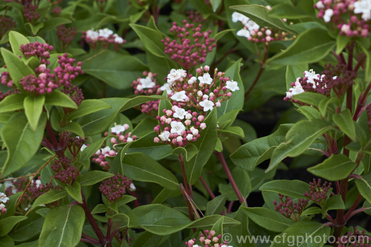 Viburnum tinus 'Eve. Price', a compact, heavy-flowering cultivar of the Laurustinus, an evergreen winter-spring-flowering shrub native to southern Europe and North Africa 'Eve. Price' grows to around 2m high and wide. viburnum-2081htm'>Viburnum.. viburnum-2081htm'>Viburnum. <a href='adoxaceae-plant-family-photoshtml'>Adoxaceae</a>.