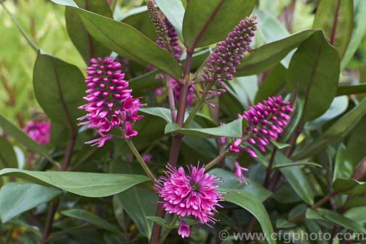 Veronica (syn. Hebe</i>) 'Wiri. Desire', one of the Wiri series of cultivars raised by Auckland. Botanic. Gardens' curator. Jack. Hobbs. It is derived from Veronica speciosa and closely resemble the purple-red foliaged forms of that species, though it appears to be more compact and hardier