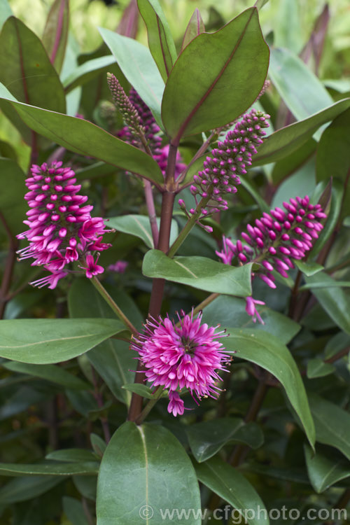 Veronica (syn. Hebe</i>) 'Wiri. Desire', one of the Wiri series of cultivars raised by Auckland. Botanic. Gardens' curator. Jack. Hobbs. It is derived from Veronica speciosa and closely resemble the purple-red foliaged forms of that species, though it appears to be more compact and hardier