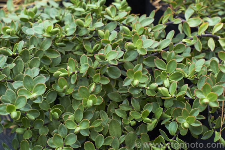 Veronica decumbens (syn. Hebe decumbens</i>), an evergreen, early-summer-flowering shrub found in the subalpine and low alpine regions (at elevations of 450-1370m</i>) of the northern half of the South Island of New Zealand It has a low, spreading habit but can mound up to over 30cm high
