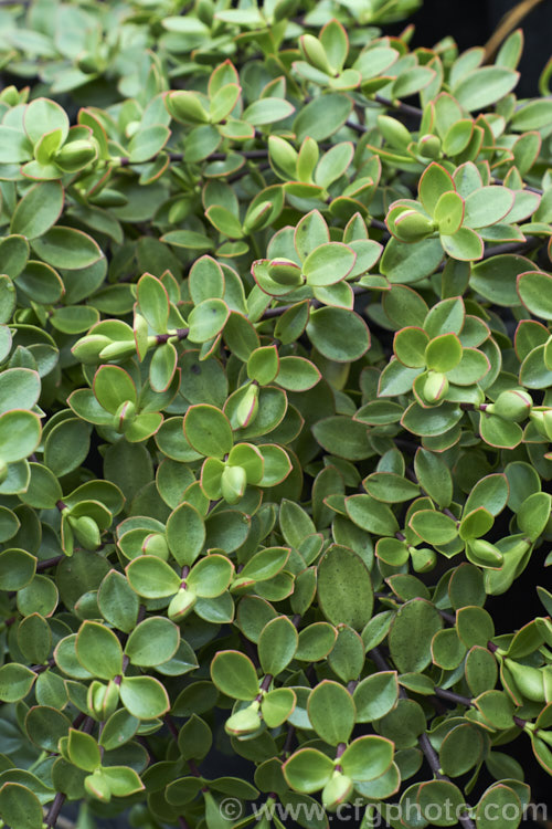Veronica decumbens (syn. Hebe decumbens</i>), an evergreen, early-summer-flowering shrub found in the subalpine and low alpine regions (at elevations of 450-1370m</i>) of the northern half of the South Island of New Zealand It has a low, spreading habit but can mound up to over 30cm high