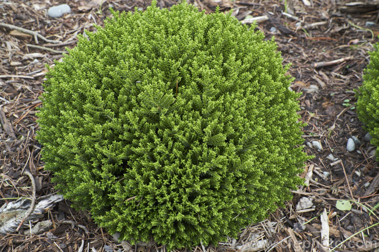 Veronica (syn. Hebe</i>) 'Emerald. Gem', a very compact cultivar of uncertain parentage, this evergreen shrub grows to around 25cm high x 40cm wide. Its foliage is almost whipcord in style, though the individual leaves are still quite easily distinguished. It has short spikes of white flow but is mainly cultivated for its dense foliage and form