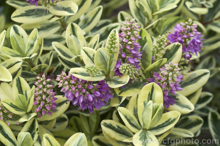 Veronica x franciscana (syn. Hebe x franciscana</i>) 'Waireka' (<i>Veronica elliptica x Veronica speciosa</i>), a compact, heavy-flowering, variegated foliaged cultivar that grows to around 13m tall It is also known as 'Variegata' and flowers in early summer