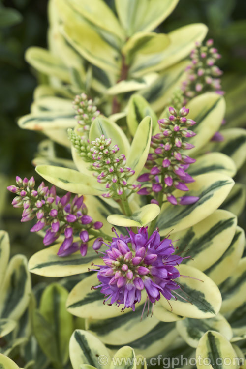 Veronica x franciscana (syn. Hebe x franciscana</i>) 'Waireka' (<i>Veronica elliptica x Veronica speciosa</i>), a compact, heavy-flowering, variegated foliaged cultivar that grows to around 13m tall It is also known as 'Variegata' and flowers in early summer