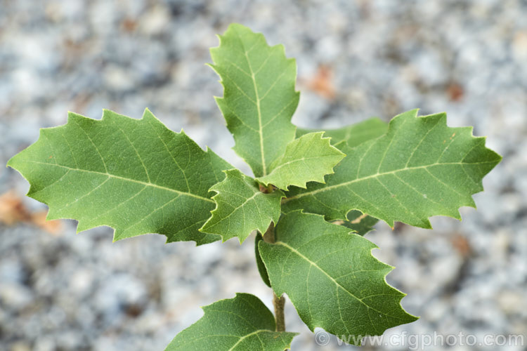 The foliage of a young Himalayan White Oak (<i>Quercus leucotrichophora</i>), a 10-24m high evergreen tree native to the Himalayan region. It produces an abundance of pointed elliptical acorns. Order: Fagales, Family: Fagaceae