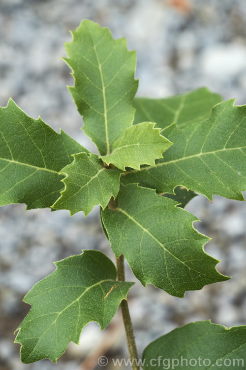 The foliage of a young Himalayan White Oak (<i>Quercus leucotrichophora</i>), a 10-24m high evergreen tree native to the Himalayan region. It produces an abundance of pointed elliptical acorns. Order: Fagales, Family: Fagaceae