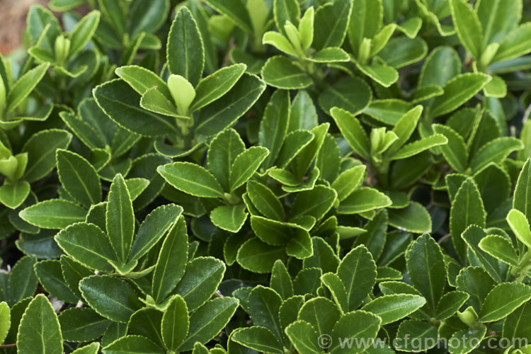 Euonymus japonicus 'Microphyllus', a small-leaved cultivar of an evergreen shrub or small tree native to Japan, Korea and nearby parts of China. It grows to around 15m tall and is widely used as a hedging plant, especially as a substitute for. Box (<i>Buxus sempervirens</i>). euonymus-2185htm'>Euonymus. <a href='celastraceae-plant-family-photoshtml'>Celastraceae</a>.
