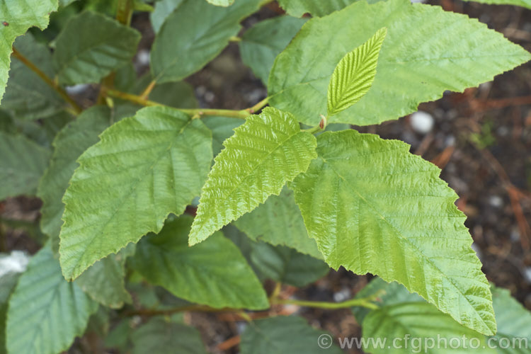 The foliage of a young Red Alder (<i>Alnus rubra</i>), a 20-35m tall deciduous tree native to western North America, where it occurs from southern Alaska to northern California. The common name comes not from the male catkins, which are red when mature, but from the bright orange-red under-bark that is exposed when the pale grey surface is cut or scraped. NativeAmericans used the red alder bark in medicines and to make dyes. alnus-2121htm'>Alnus. <a href='betulaceae-plant-family-photoshtml'>Betulaceae</a>.
