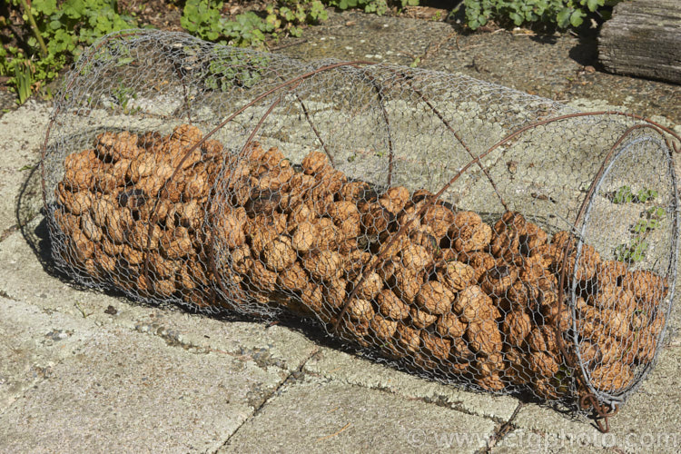 Walnuts (<i>Juglans fruit</i>) drying in a net cage. The walnuts have just been picked and need to dry for a while before being opened. If left on the ground they could rot but would more likely be eaten by rats, hence the cage. juglans-2454htm'>Juglans.. juglans-2454htm'>Juglans. <a href='juglandaceae-plant-family-photoshtml'>Juglandaceae</a>.