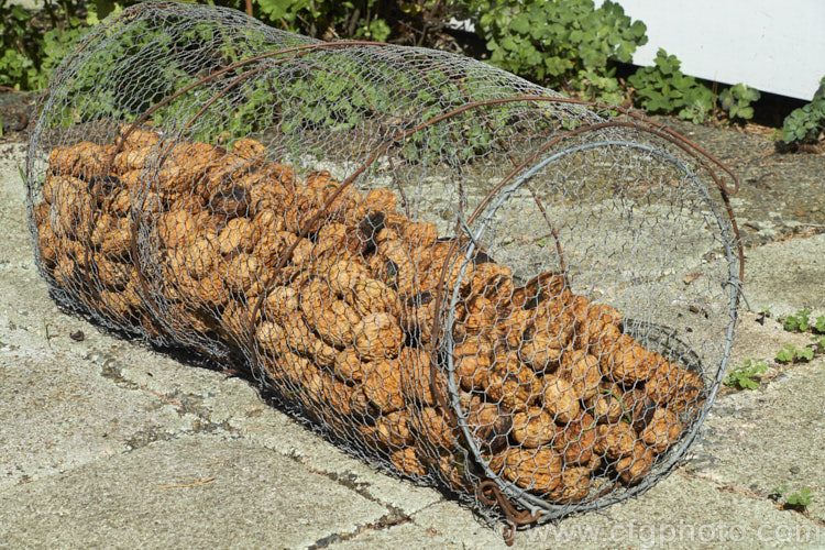 Walnuts (<i>Juglans fruit</i>) drying in a net cage. The walnuts have just been picked and need to dry for a while before being opened. If left on the ground they could rot but would more likely be eaten by rats, hence the cage. juglans-2454htm'>Juglans.. juglans-2454htm'>Juglans. <a href='juglandaceae-plant-family-photoshtml'>Juglandaceae</a>.