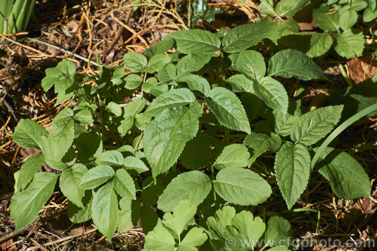 A young Elderberry (<i>Sambucus nigra</i>), a Eurasian deciduous shrub that often naturalises and can become a weed. Its flowers and fruit can be used for wine-making. Order: Dipsacales, Family: Adoxaceae