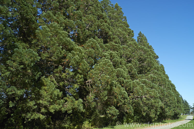 A stand of Giant Sequoia, Big. Tree or Sierra Redwood (<i>Sequoiadendron giganteum</i>) trees along a driveway. The world's largest tree by volume, this Californian conifer is capable of reaching nearly 100m tall, slightly shorter than the slimmer but taller. Sequoia sempervirens. sequoiadendron-2495htm'>Sequoiadendron. Order: Pinales, Family: Cupressaceae