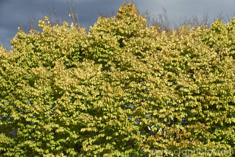 The autumn foliage of the Golden Wych Elm (<i>Ulmus glabra 'Lutescens'), a cultivar of the Scotch Elm or Wych Elm that has soft buttery yellow spring foliage that matures to bright yellow (lime green where shaded</i>) before turning golden in autumn. It grows to around 15m tall, with a slightly wider spread. It is quite easily confused with the Golden Elm (<i>Ulmus procera 'Louis van Houtte'), but has larger, softer leaves. Order: Rosales, Family: Ulmaceae