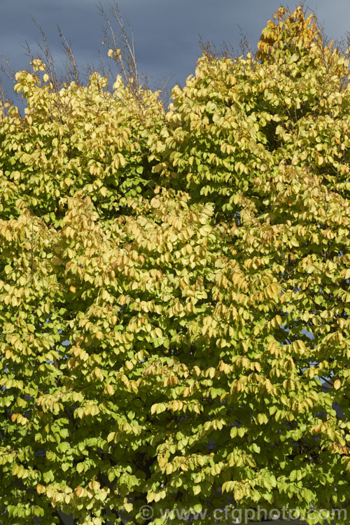 The autumn foliage of the Golden Wych Elm (<i>Ulmus glabra 'Lutescens'), a cultivar of the Scotch Elm or Wych Elm that has soft buttery yellow spring foliage that matures to bright yellow (lime green where shaded</i>) before turning golden in autumn. It grows to around 15m tall, with a slightly wider spread. It is quite easily confused with the Golden Elm (<i>Ulmus procera 'Louis van Houtte'), but has larger, softer leaves. Order: Rosales, Family: Ulmaceae