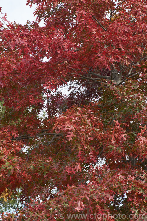 The autumn foliage of the Pin Oak (<i>Quercus palustris</i>), a 20-35m tall deciduous tree native to northeast. North America. This species has a columnar habit and often colours well in autumn, turning deep red. It can be distinguished from the similar. Scarlet Oak (<i>Quercus coccinea</i>), by its small acorns, minute tufts of hairs in the forks of the veins on the undersides of its leaves and usually narrower, asymmetrical basal foliage lobes. Order: Fagales, Family: Fagaceae