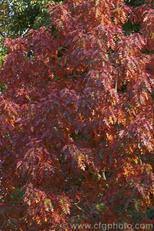 The autumn foliage of the Scarlet Oak (<i>Quercus coccinea</i>), a 30m tree native to the eastern United States and southern Canada that is famed for its vivid red autumn foliage. It can be distinguished from the similar. Pin Oak (<i>Quercus palustris</i>), by the smooth underside of its foliage (no hairs in the fork of the veins</i>) and usually broader basal foliage lobes