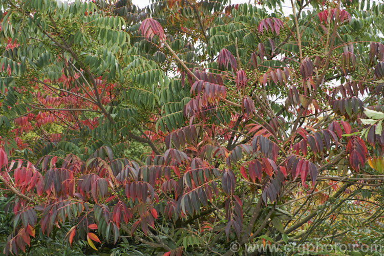 Wax Tree (<i>Toxicodendron succedaneum [syn. Rhus succedanea]), a small tree from eastern Asia, the foliage of which can cause an allergic dermatitis. The foliage often develops vivid red and orange to purplish autumn tones and its crushed fruits have been used to make candle wax. They can also produce bio-diesel. Order: Sapindales, Family: Anacardiaceae