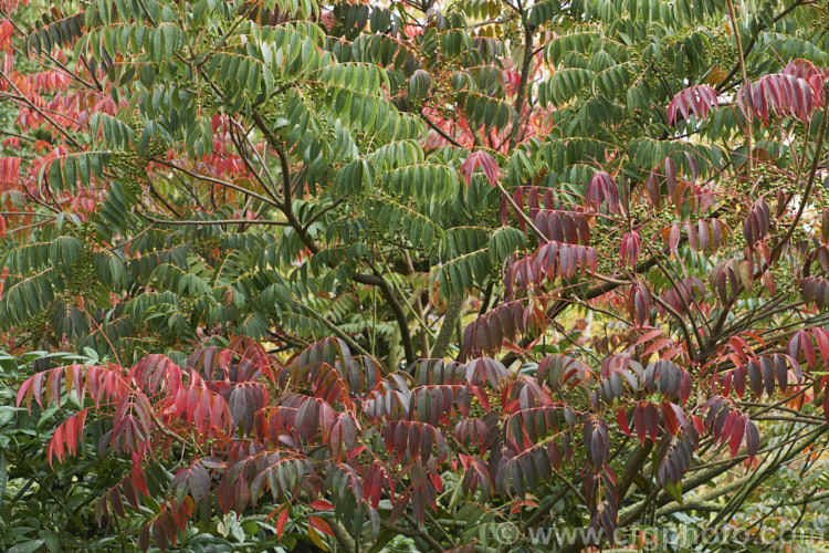 Wax Tree (<i>Toxicodendron succedaneum [syn. Rhus succedanea]), a small tree from eastern Asia, the foliage of which can cause an allergic dermatitis. The foliage often develops vivid red and orange to purplish autumn tones and its crushed fruits have been used to make candle wax. They can also produce bio-diesel. Order: Sapindales, Family: Anacardiaceae
