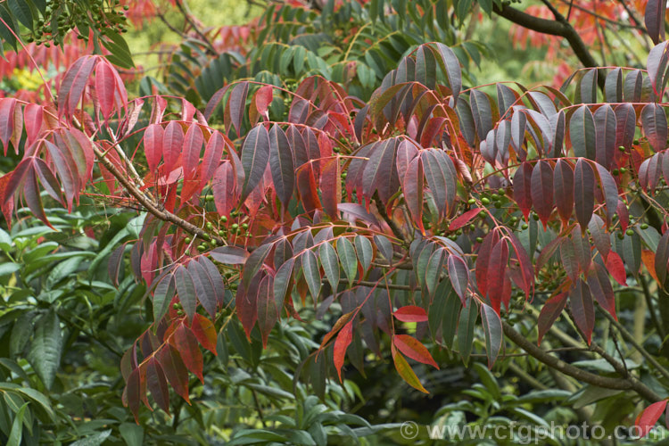 Wax Tree (<i>Toxicodendron succedaneum [syn. Rhus succedanea]), a small tree from eastern Asia, the foliage of which can cause an allergic dermatitis. The foliage often develops vivid red and orange to purplish autumn tones and its crushed fruits have been used to make candle wax. They can also produce bio-diesel. Order: Sapindales, Family: Anacardiaceae