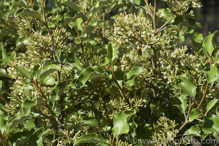 Akiraho (<i>Olearia paniculata</i>), a 2-6m tall evergreen shrub native to New Zealand. The clusters of tiny flowers shown here open in autumn and are very fragrant. This species is a popular hedging plant. Order: Asterales, Family: Asteraceae