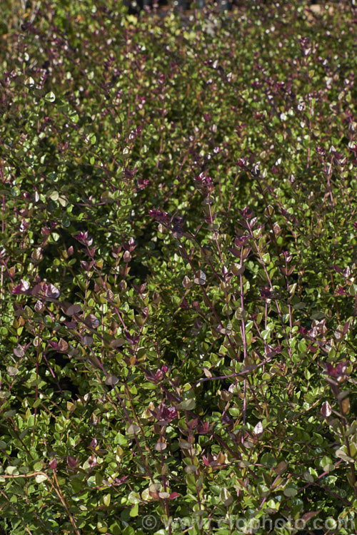 Lonicera nitida 'Honey. Hedge. Ruby', a cultivar of Box Honeysuckle that has showy purple-red new growth and dark green mature foliage on red-tinted stems. The parent species is an evergreen shrub native to southwestern China. It grows to around 1m tall, can be cut back regularly and is often used for hedging in the same manner as box (<i>Buxus</i>). It produces pairs of tiny cream flowers in spring, followed by blue-black berries. lonicera-2173htm'>Lonicera. <a href='caprifoliaceae-plant-family-photoshtml'>Caprifoliaceae</a>.