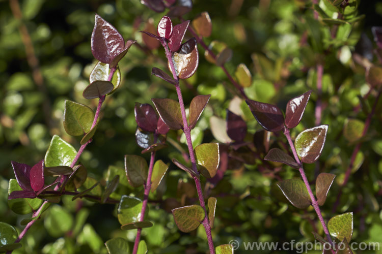 Lonicera nitida 'Honey. Hedge. Ruby', a cultivar of Box Honeysuckle that has showy purple-red new growth and dark green mature foliage on red-tinted stems. The parent species is an evergreen shrub native to southwestern China. It grows to around 1m tall, can be cut back regularly and is often used for hedging in the same manner as box (<i>Buxus</i>). It produces pairs of tiny cream flowers in spring, followed by blue-black berries. lonicera-2173htm'>Lonicera. <a href='caprifoliaceae-plant-family-photoshtml'>Caprifoliaceae</a>.