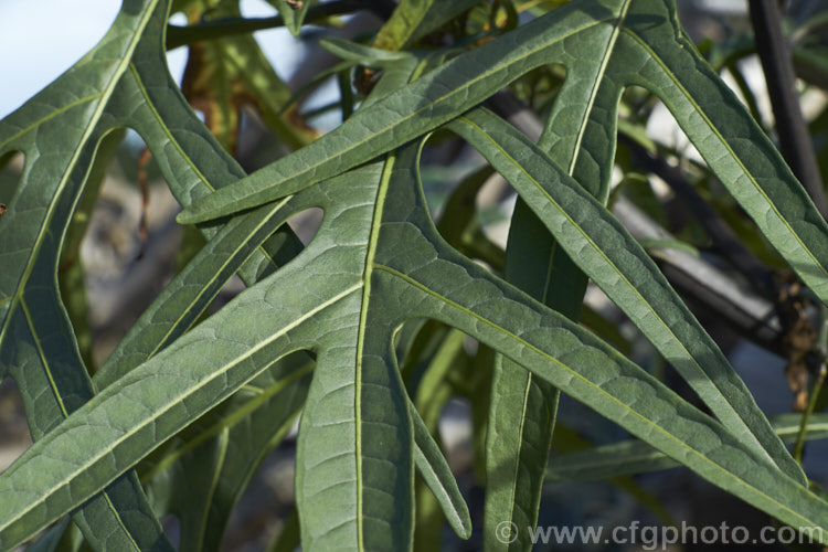 Close-up of the foliage of Poroporo (<i>Solanum aviculare</i>), an evergreen spring- to summer-flowering shrub native to New Zealand, found throughout the North Island and the northern South Island It grows to around 3m tall and the flowers are followed by fleshy ovoid berries that are orange when ripe