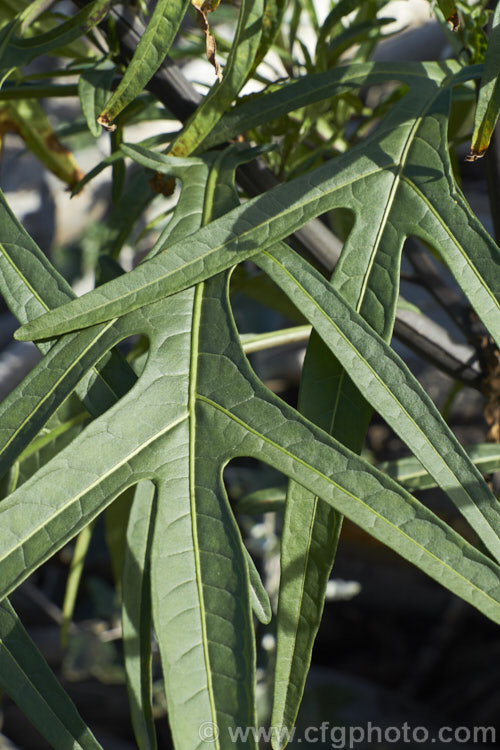 Close-up of the foliage of Poroporo (<i>Solanum aviculare</i>), an evergreen spring- to summer-flowering shrub native to New Zealand, found throughout the North Island and the northern South Island It grows to around 3m tall and the flowers are followed by fleshy ovoid berries that are orange when ripe