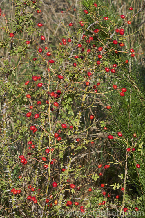 Dog Rose, Briar. Rose or Brier. Rose (<i>Rosa canina</i>), a wild rose of Europe, southwest Asia and northwest Africa that has now become widely naturalised. It small pale pink flowers develop into the bright red hips shown here. The stems are very thorny. Order: Rosales, Family: Rosaceae