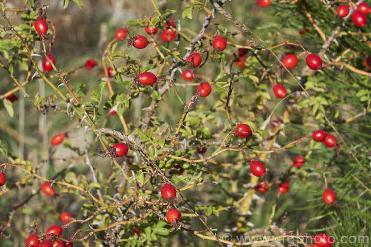 Dog Rose, Briar. Rose or Brier. Rose (<i>Rosa canina</i>), a wild rose of Europe, southwest Asia and northwest Africa that has now become widely naturalised. It small pale pink flowers develop into the bright red hips shown here. The stems are very thorny. Order: Rosales, Family: Rosaceae