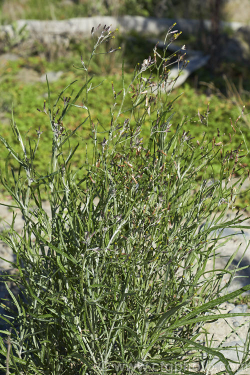Cotton. Fireweed or Cotton. Burnweed (<i>Senecio quadridentatus</i>), a 40-100cm high perennial, often short-lived, with silvery, downy foliage and petalless flowerheads. It is native to Australia and New Zealand, including the Chatham Islands. It is often considered a weed, even in its native range. senecio-3303htm'>Senecio.