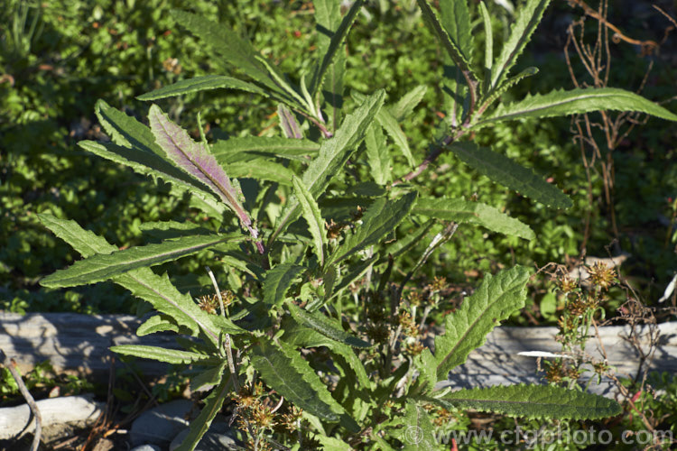 Shrubby. Fireweed, Toothed. Fireweed or Coastal Burnweed (<i>Senecio minimus</i>), a short-lived perennial, native to Australia and New Zealand, that can grow to 2m tall It produces petalless yellow flowerheads that can appear at any time but mostly in summer. senecio-3303htm'>Senecio.