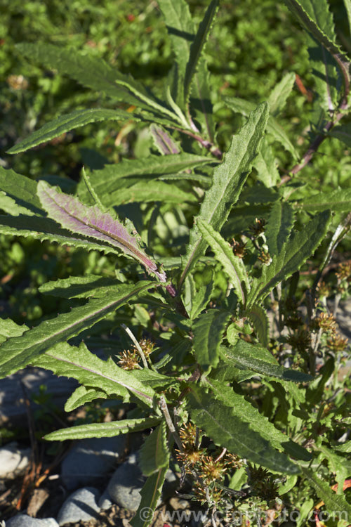 Shrubby. Fireweed, Toothed. Fireweed or Coastal Burnweed (<i>Senecio minimus</i>), a short-lived perennial, native to Australia and New Zealand, that can grow to 2m tall It produces petalless yellow flowerheads that can appear at any time but mostly in summer. senecio-3303htm'>Senecio.
