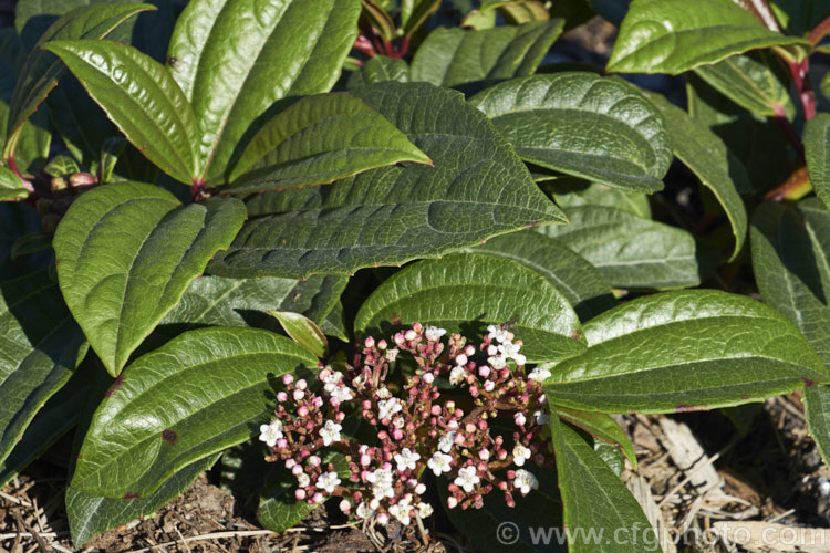 Viburnum davidii, a 30cm-15m high, evergreen shrub native to western China. The metallic blue fruit is showy but only develops well if the heads of small, creamy white flowers are cross-pollinated. viburnum-2081htm'>Viburnum.. viburnum-2081htm'>Viburnum. <a href='adoxaceae-plant-family-photoshtml'>Adoxaceae</a>.