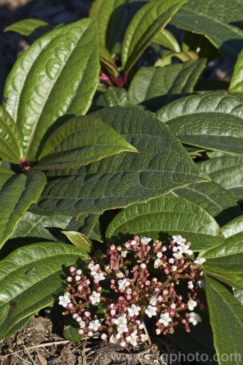 Viburnum davidii, a 30cm-15m high, evergreen shrub native to western China. The metallic blue fruit is showy but only develops well if the heads of small, creamy white flowers are cross-pollinated. viburnum-2081htm'>Viburnum.. viburnum-2081htm'>Viburnum. <a href='adoxaceae-plant-family-photoshtml'>Adoxaceae</a>.