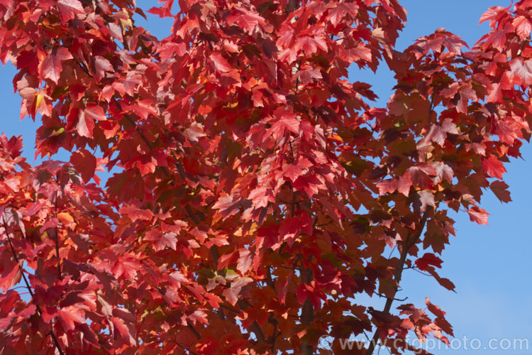 Red Maple, Scarlet Maple or Swamp Maple (<i>Acer rubrum</i>) in late autumn when its foliage develops its most intense colour. This deciduous tree is native to eastern and central North America. It can grow to 40m tall and its 5-7-lobed leaves are up to 10cm wide. Order: Sapindales, Family: Sapindaceae