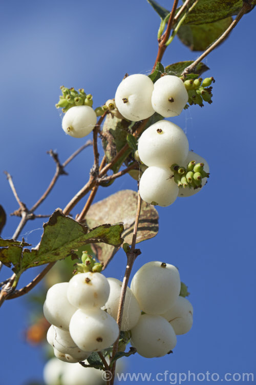 <a href='caprifoliaceae-plant-family-photoshtml'>Caprifoliaceae</a>
