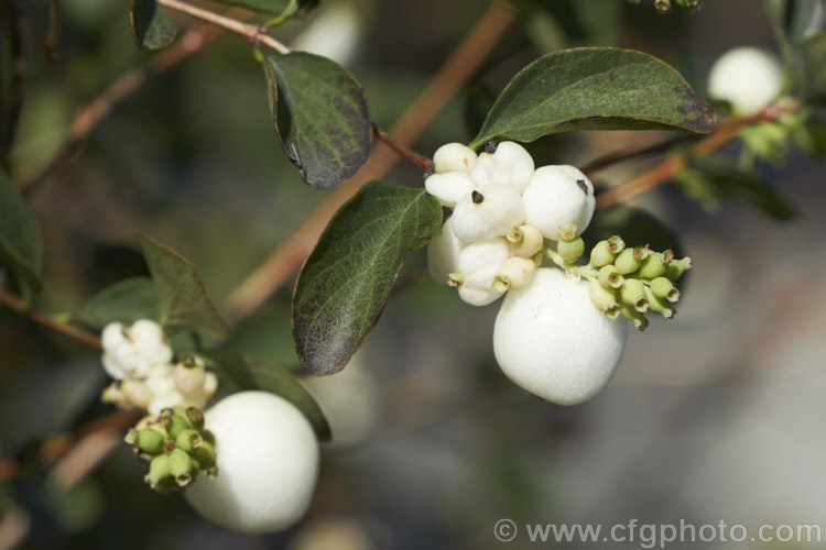 <a href='caprifoliaceae-plant-family-photoshtml'>Caprifoliaceae</a>