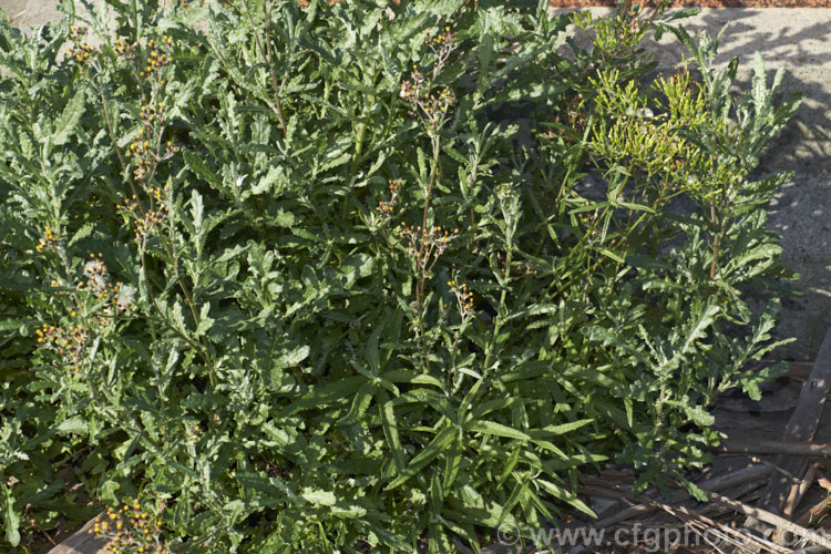 Cotton. Fireweed or Cotton. Burnweed (<i>Senecio quadridentatus</i>) with Shrubby. Fireweed, Toothed. Fireweed or Coastal Burnweed (<i>Senecio minimus</i>) growing through it and mainly visible at the front and right. Both species are perennials native to Australia and New Zealand. The produce heads of petalless flowers and are often considered weeds even in their native range. senecio-3303htm'>Senecio.