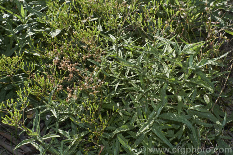 Shrubby. Fireweed, Toothed. Fireweed or Coastal Burnweed (<i>Senecio minimus</i>), a short-lived perennial, native to Australia and New Zealand, that can grow to 2m tall It produces petalless yellow flowerheads that can appear at any time but mostly in summer. senecio-3303htm'>Senecio.